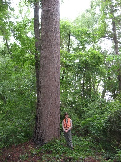 Champion Trees | Georgia Forestry Commission